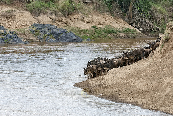 migration of the Blue Wildebeests