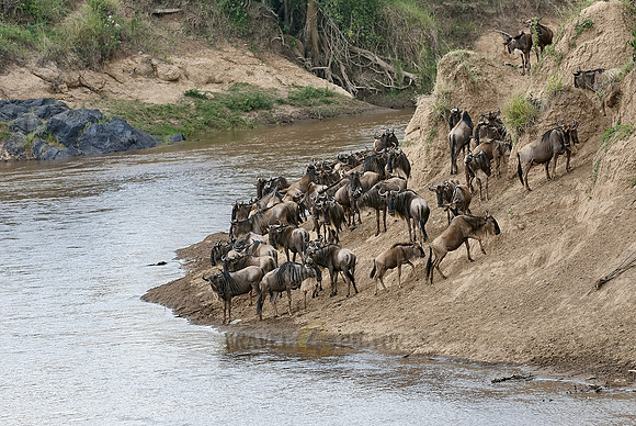 migration of the Blue Wildebeests