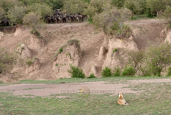 lioness waiting for wildebeest crossing Mara River