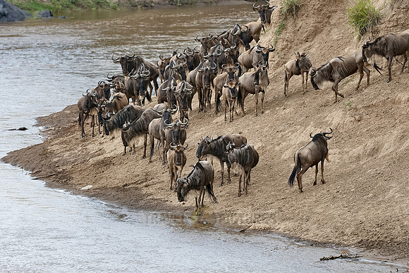 migration of the Blue Wildebeests