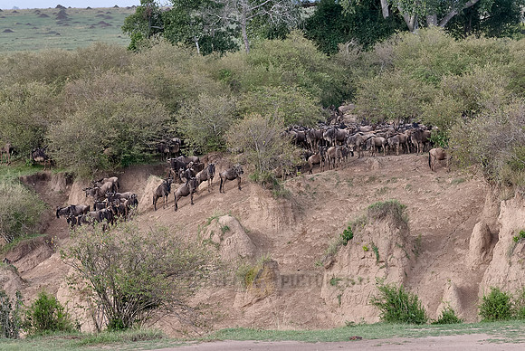 migration of the Blue Wildebeests