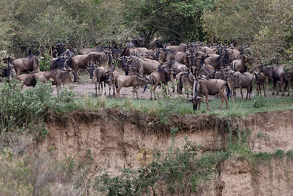 migration of the Blue Wildebeests