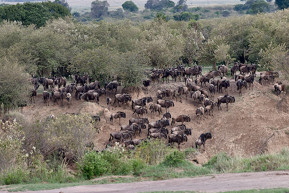 migration of the Blue Wildebeests