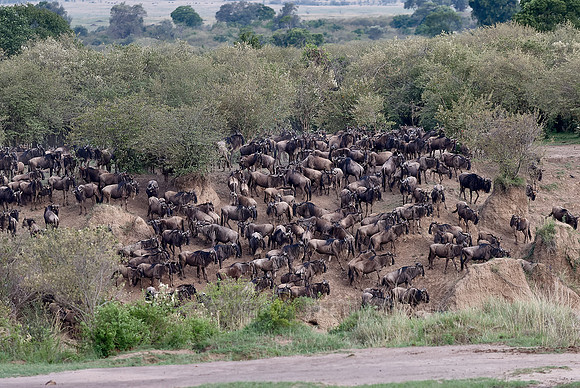 migration of the Blue Wildebeests
