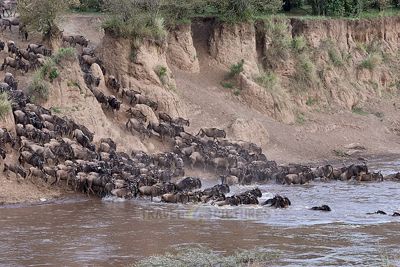 Wildebeests crossing Maara river