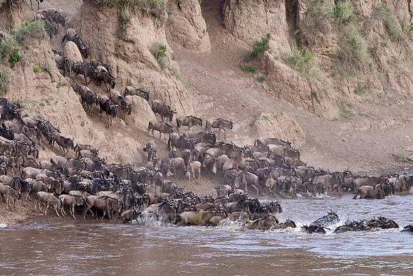 Wildebeests crossing Maara river