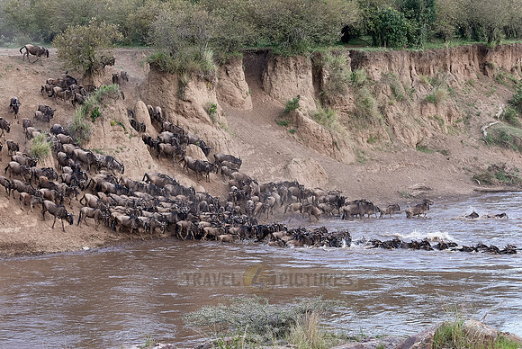 Wildebeests crossing Maara river