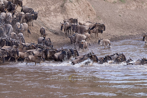 Wildebeests crossing Maara river