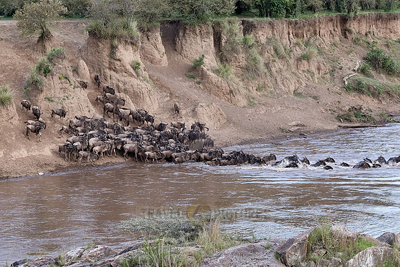 Wildebeests crossing Maara river