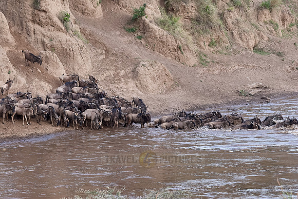 Wildebeests crossing Maara river