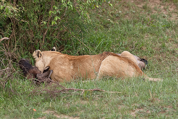 lioness kills wilderbeest
