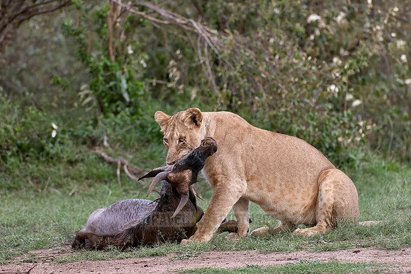lioness kills wilderbeest