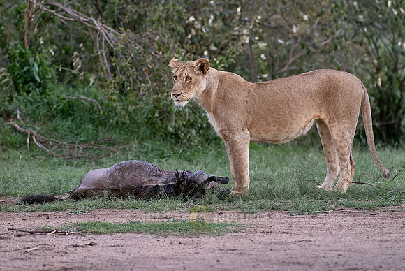 lioness kills wilderbeest