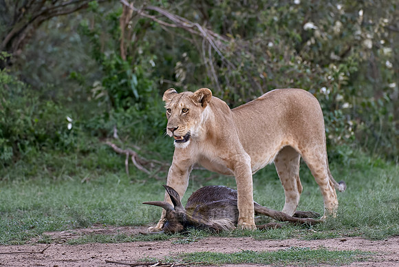 lioness kills wilderbeest