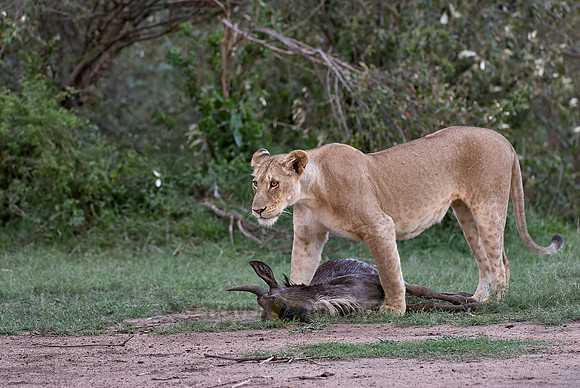 lioness kills wilderbeest