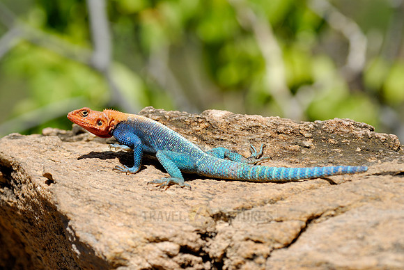 coloured male Rock Agama