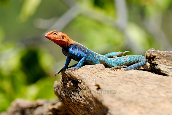 coloured male Rock Agama