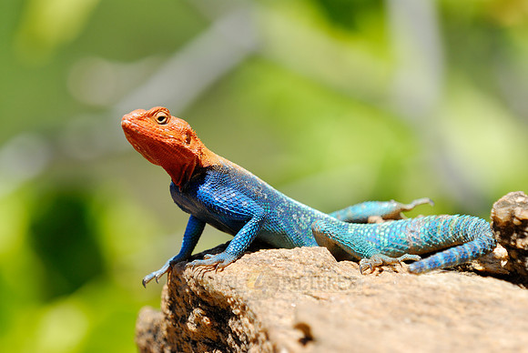 coloured male Rock Agama