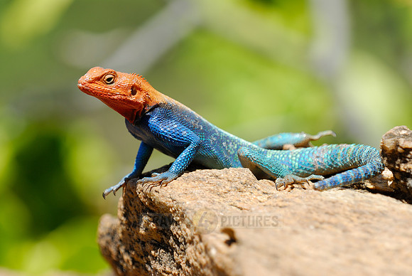 coloured male Rock Agama