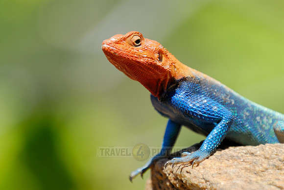 coloured male Rock Agama
