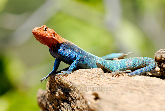coloured male Rock Agama