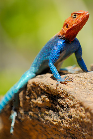 coloured male Rock Agama