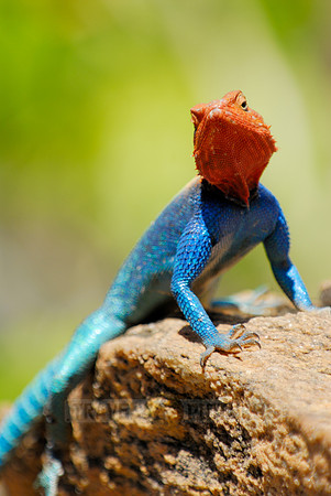 coloured male Rock Agama