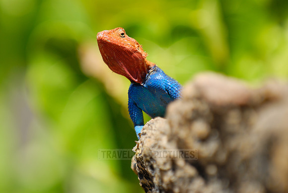 coloured male Rock Agama