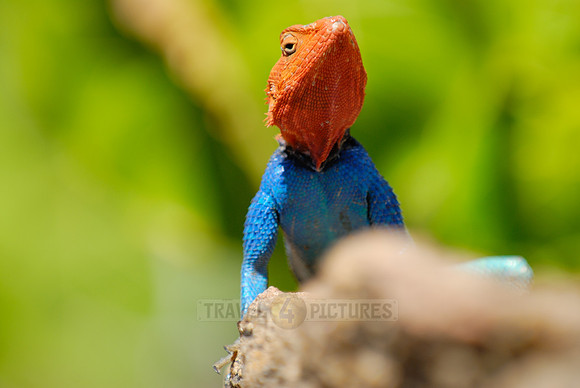 coloured male Rock Agama