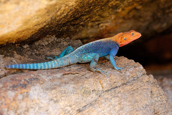 coloured male Rock Agama