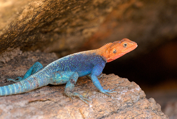 coloured male Rock Agama