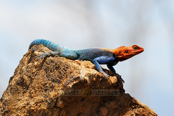 coloured male Rock Agama