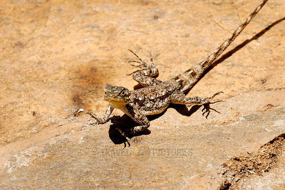 female Rock Agama