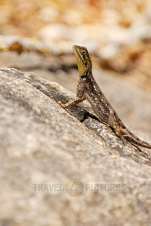 female Rock Agama