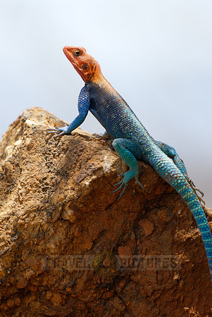 coloured male Rock Agama