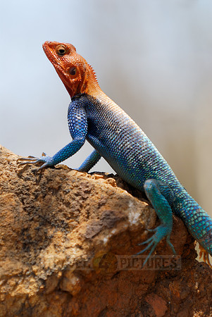 coloured male Rock Agama