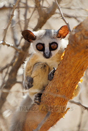 Lesser or Senegal Bushbaby