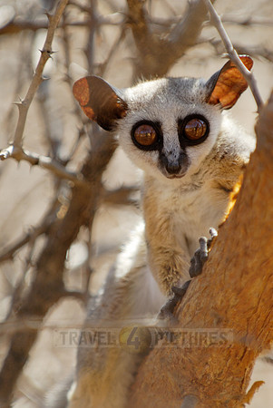 Lesser or Senegal Bushbaby