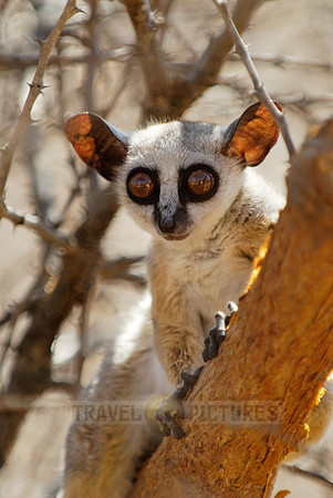 Lesser or Senegal Bushbaby