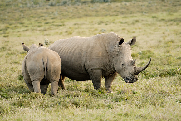 two white rhino