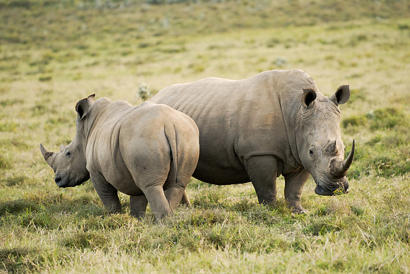 two white rhino