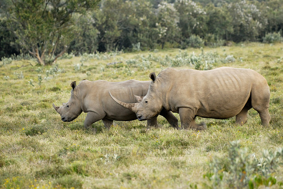two white rhino
