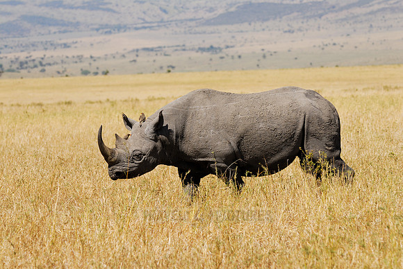 Black Rhino in Maasai Mara