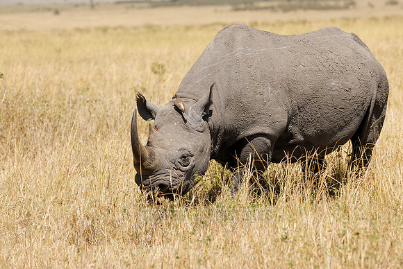 Black Rhino in Maasai Mara