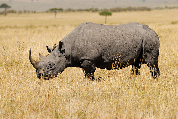 Black Rhino in Maasai Mara