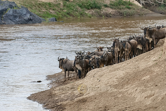 migration of the Blue Wildebeests