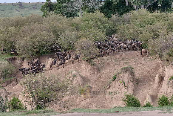 migration of the Blue Wildebeests