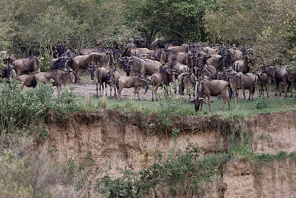 migration of the Blue Wildebeests