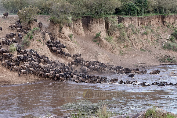 Wildebeests crossing Maara river