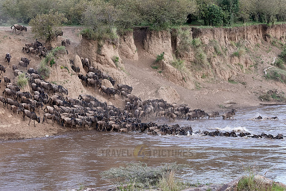 Wildebeests crossing Maara river
